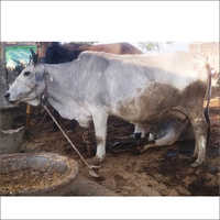 Tharparkar Cow