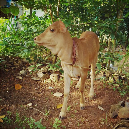 Vechur Heifer Cow