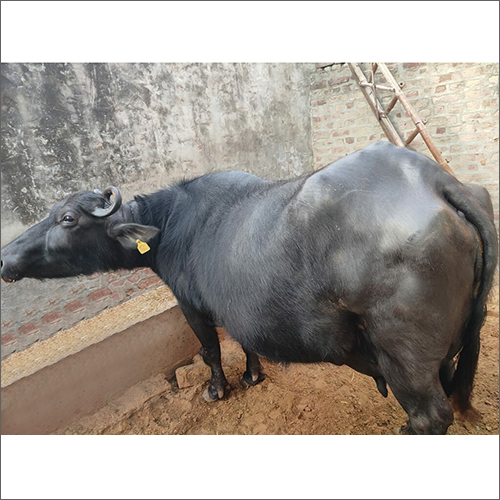 Black Banni Buffalo