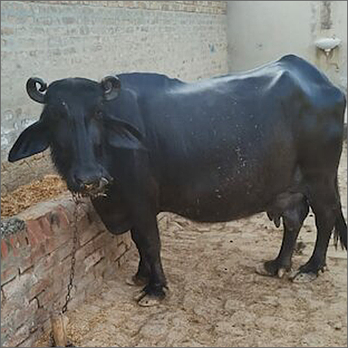Banni Buffalo