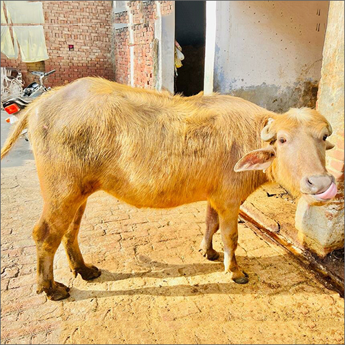 Murrah Heifer Buffalo