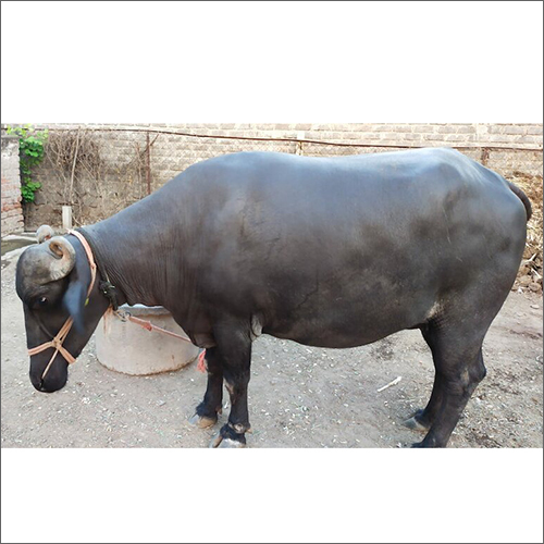 Black Murrah Heifer Buffalo