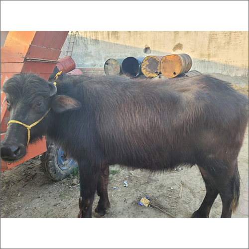 Black Indian Murrah Buffalo