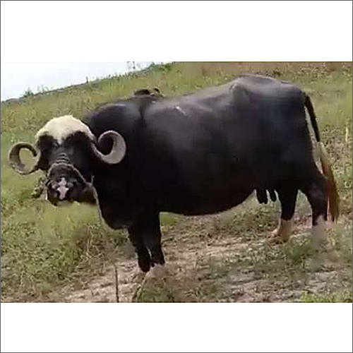 Nili Ravi Buffalo