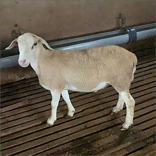 Bannur Sheep
