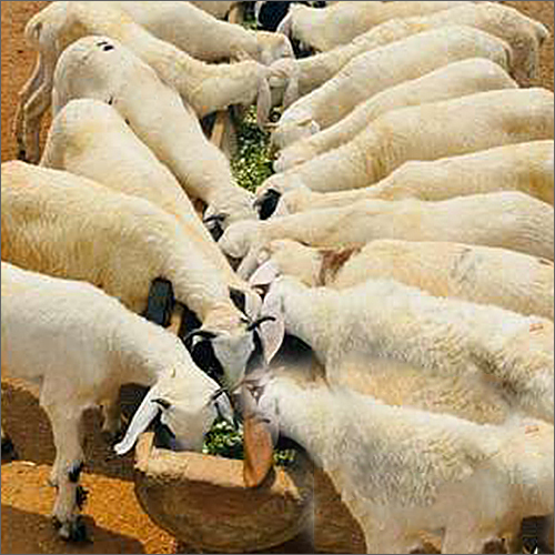 Deccani Sheep