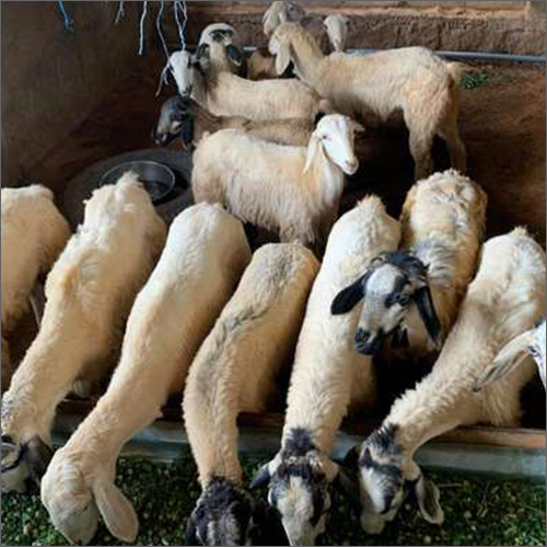 Nellore Jodipi Sheep