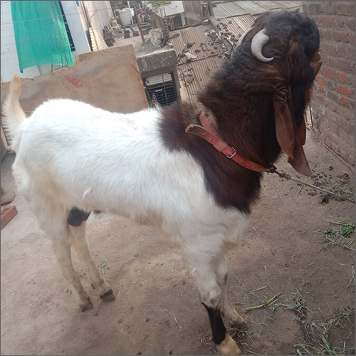 Kota Goat