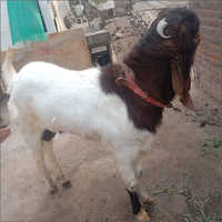 White Kota Goat