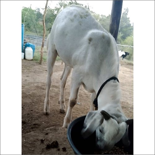 Malabari Goat