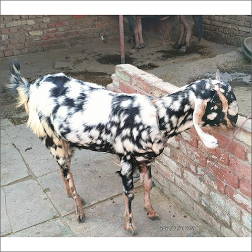 Sojat Goat