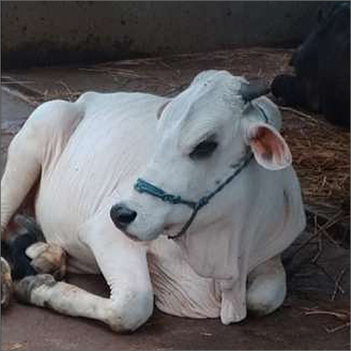 Ongole Ox