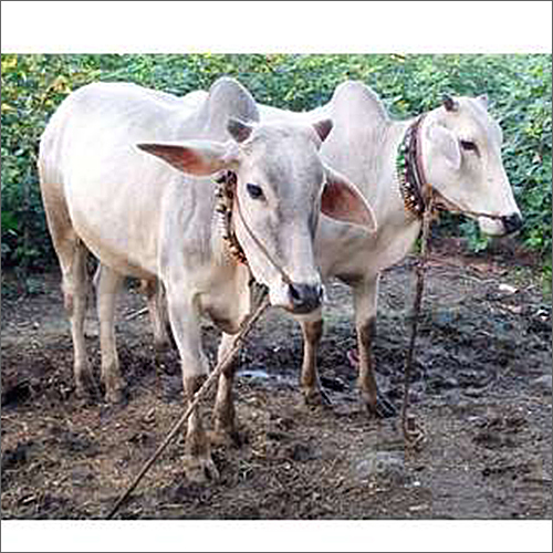 White Ox