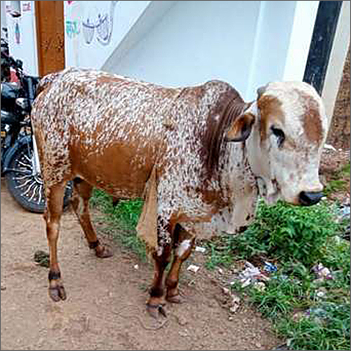 Brahma Ox