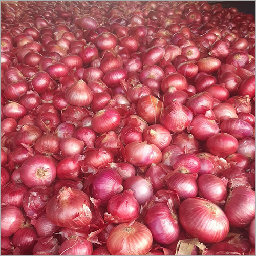 Fresh Onion