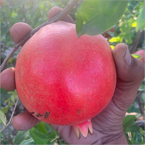 Fresh Pomegranate By B.K ENTERPRISE