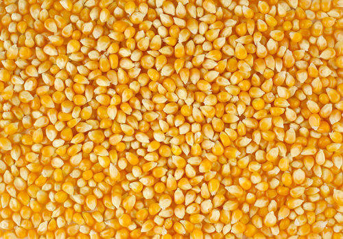 Yellow CORN