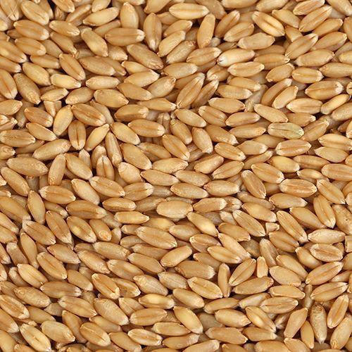 wheat grain