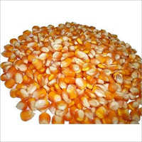 Yellow Maize