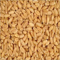 Indian Grains