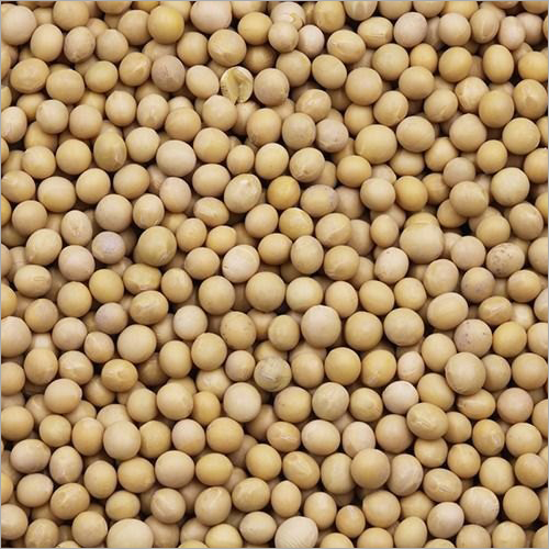 Soybean Seed