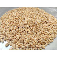 Lokwan Wheat