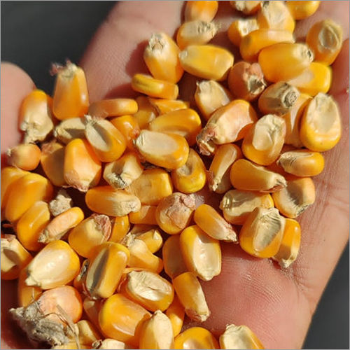 Organic Dried Yellow Maize