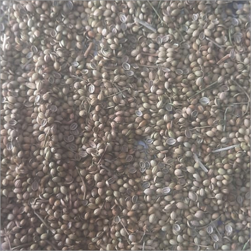 Dried Coriander Seed Grade: A