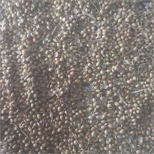 Dried Coriander Seed