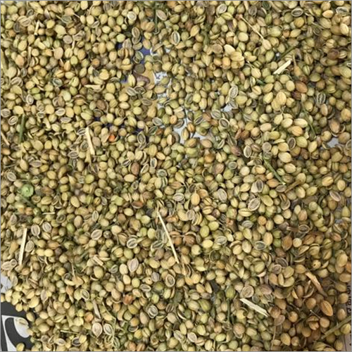 Dried Coriander Seed
