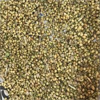 Dried Coriander Seed