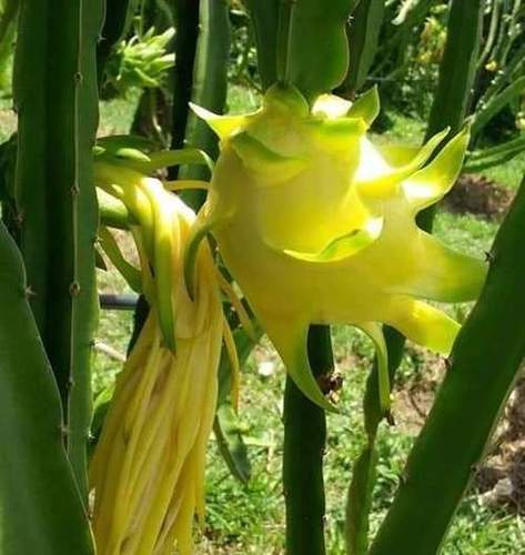 Yellow Dragon Fruit Plant By EVERFIT AGRO FARM