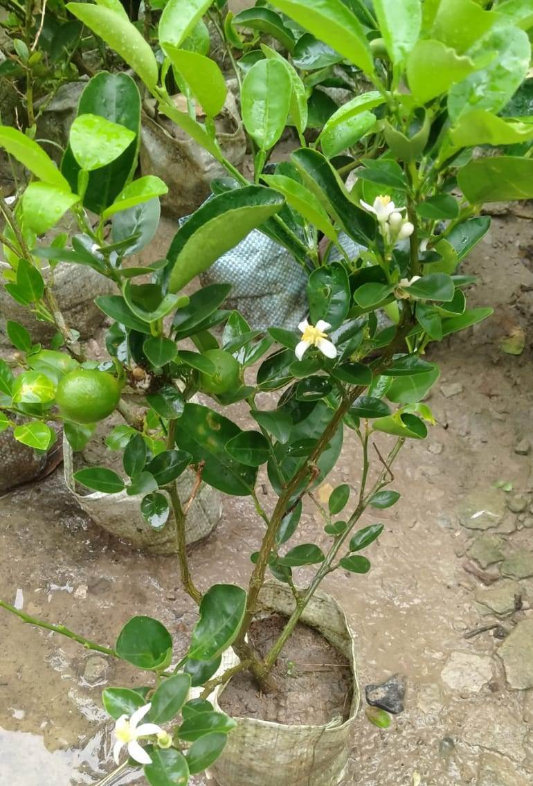 Kolkata Pati Lemon Plant