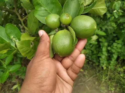 Seedless Lemon Plants By EVERFIT AGRO FARM