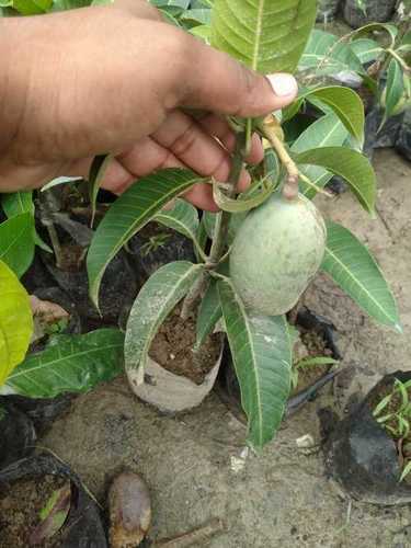 All time mango plant