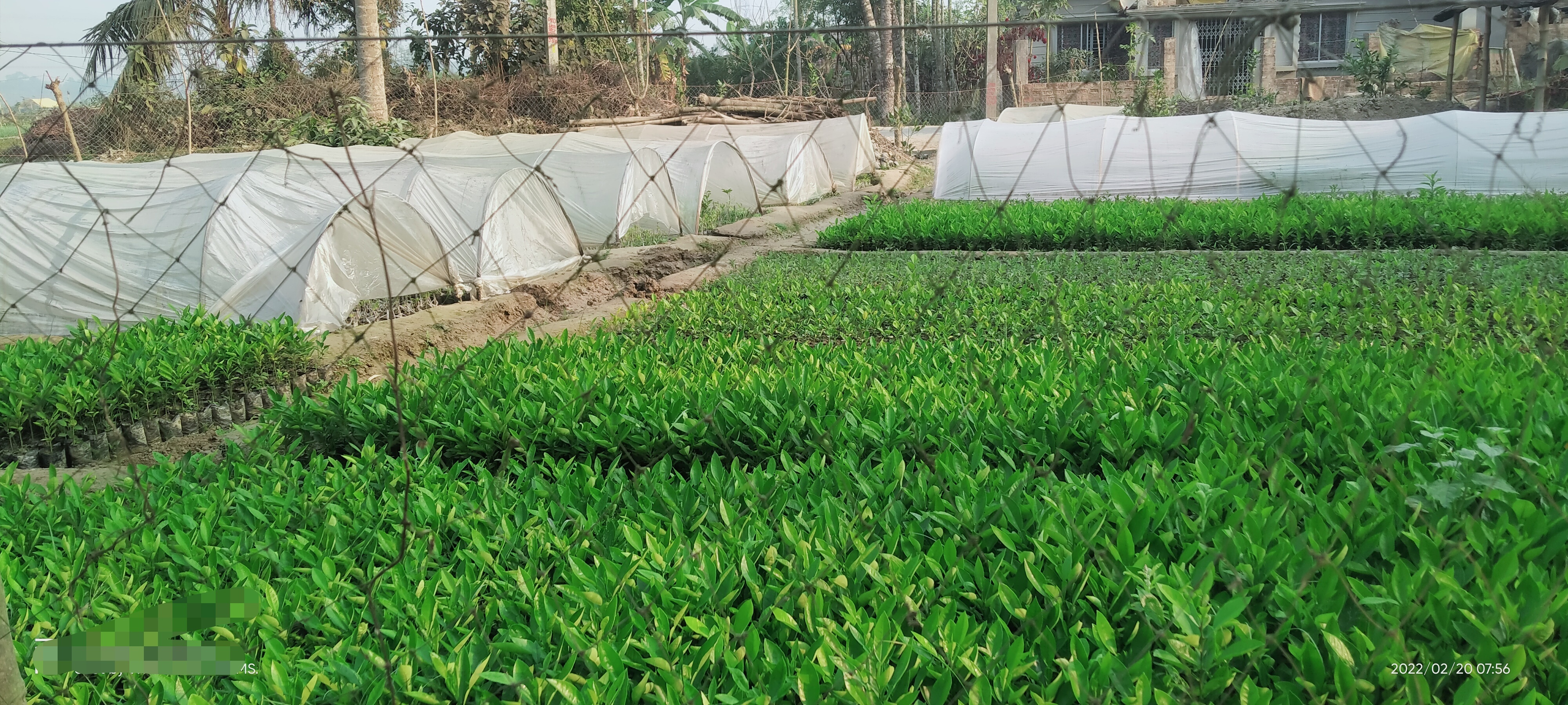 Batabi Lamon Plant