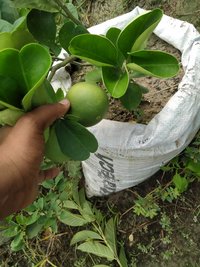 Batabi Lamon Plant