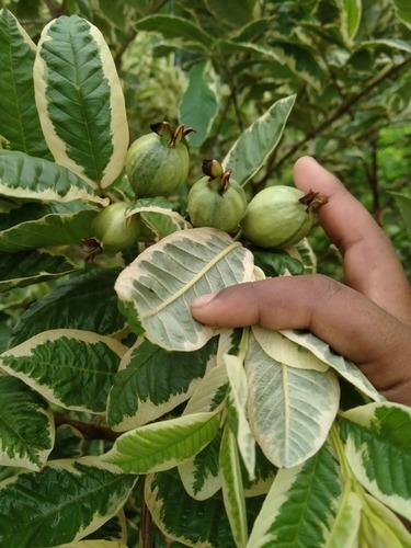 Variegated guava plants