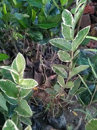 Variegated guava plants