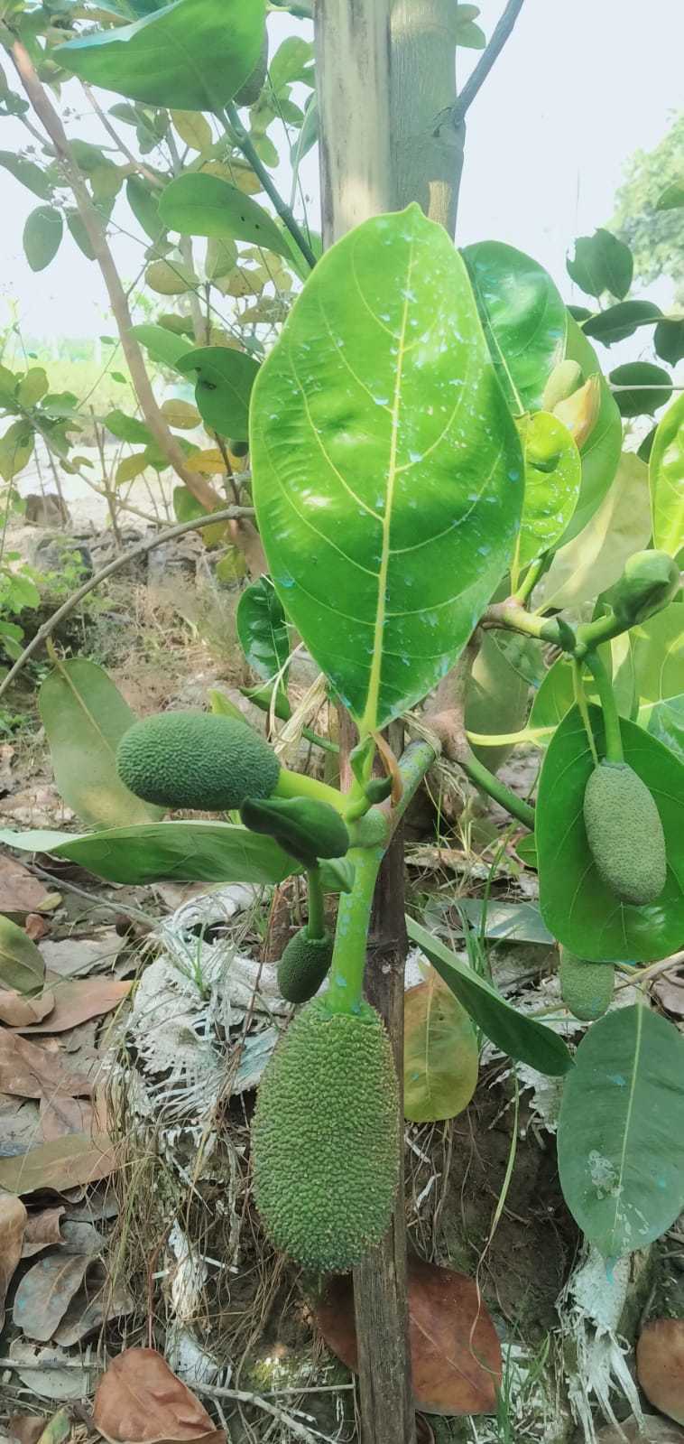 All time jackfruit plants