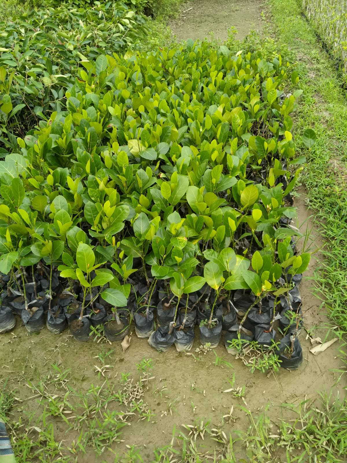 All time jackfruit plants