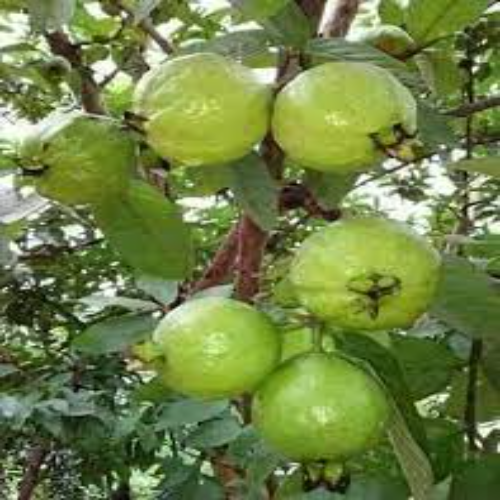 Guava( Amrud)