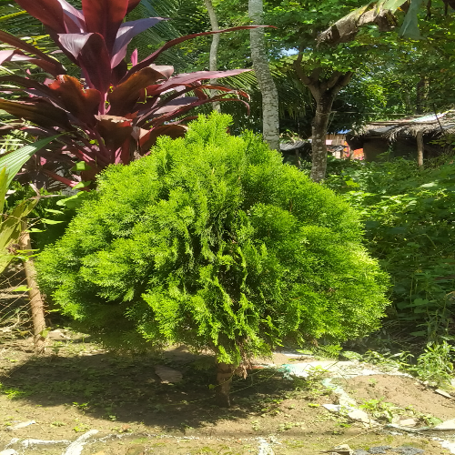 Jhau Plant (Tree By EVERFIT AGRO FARM