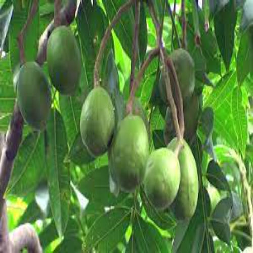 Amra Fruit Plants at Best Price in Kolkata, West Bengal | Everfit Agro Farm