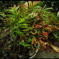 Red Amla Plants