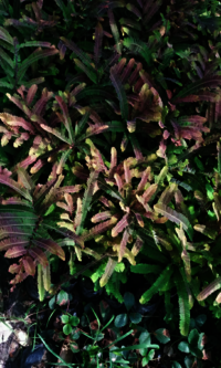 Red Amla Plants