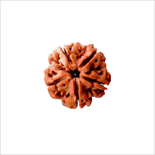 5 Mukhi Rudraksha Nepali