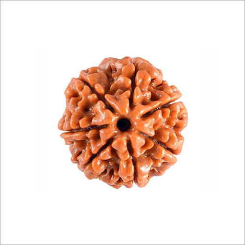 7 Mukhi Rudraksha Nepali