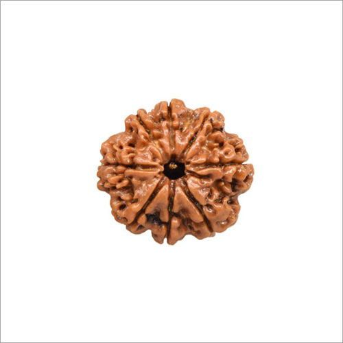 Natural Rudraksha