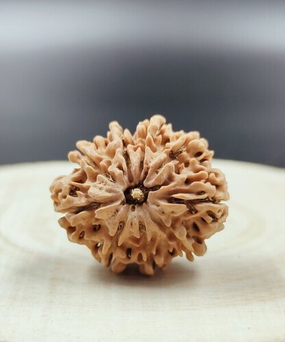 9 Mukhi Rudraksha Nepali